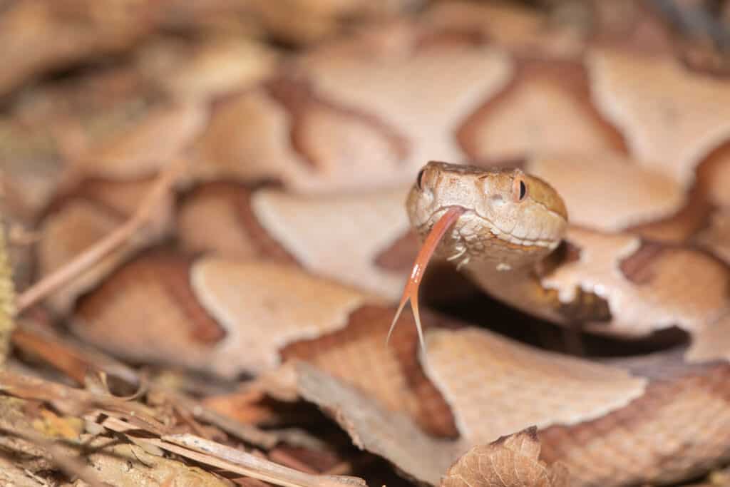 Southern Copperhead on the North Carolina Coast