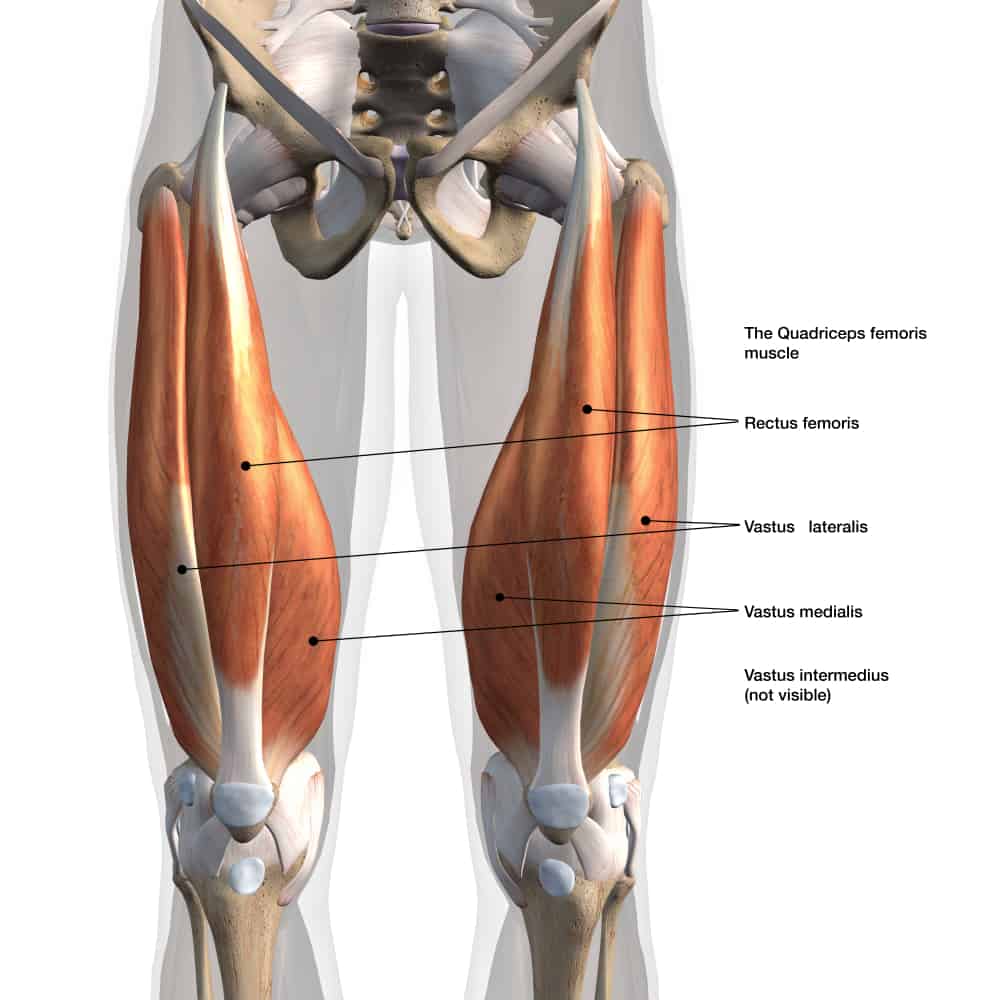 Male,Anterior,Quadriceps,Muscles,Labeled,,3d,Rendering