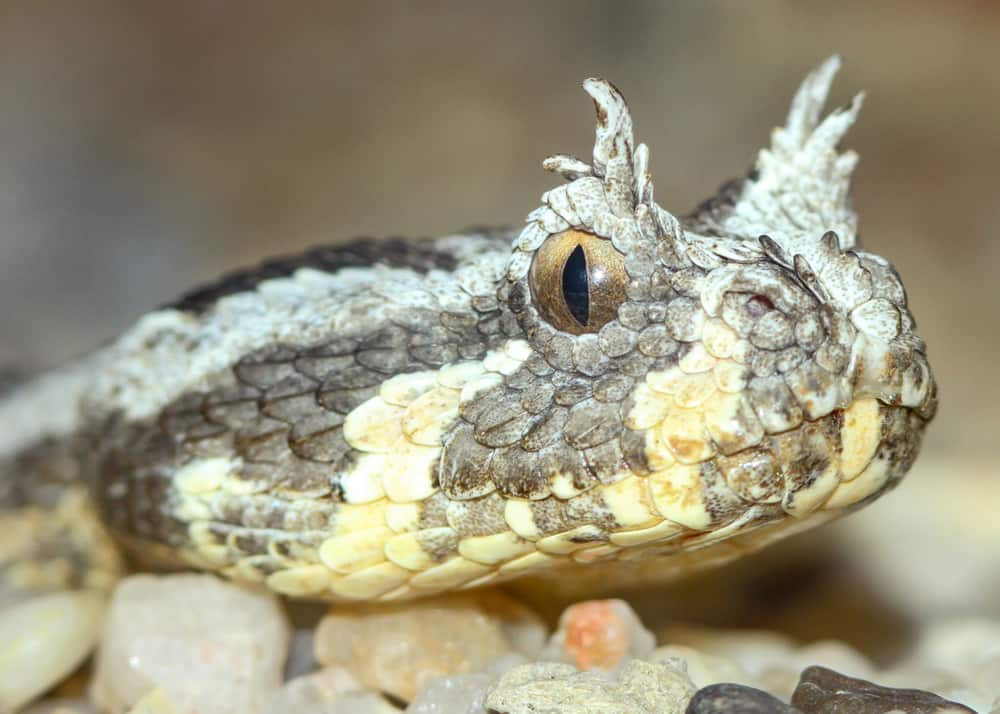 Many horned adder Bitis cornuta