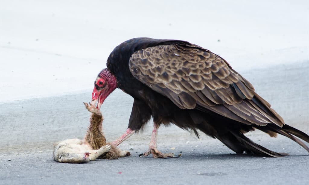 turkey vulture eating