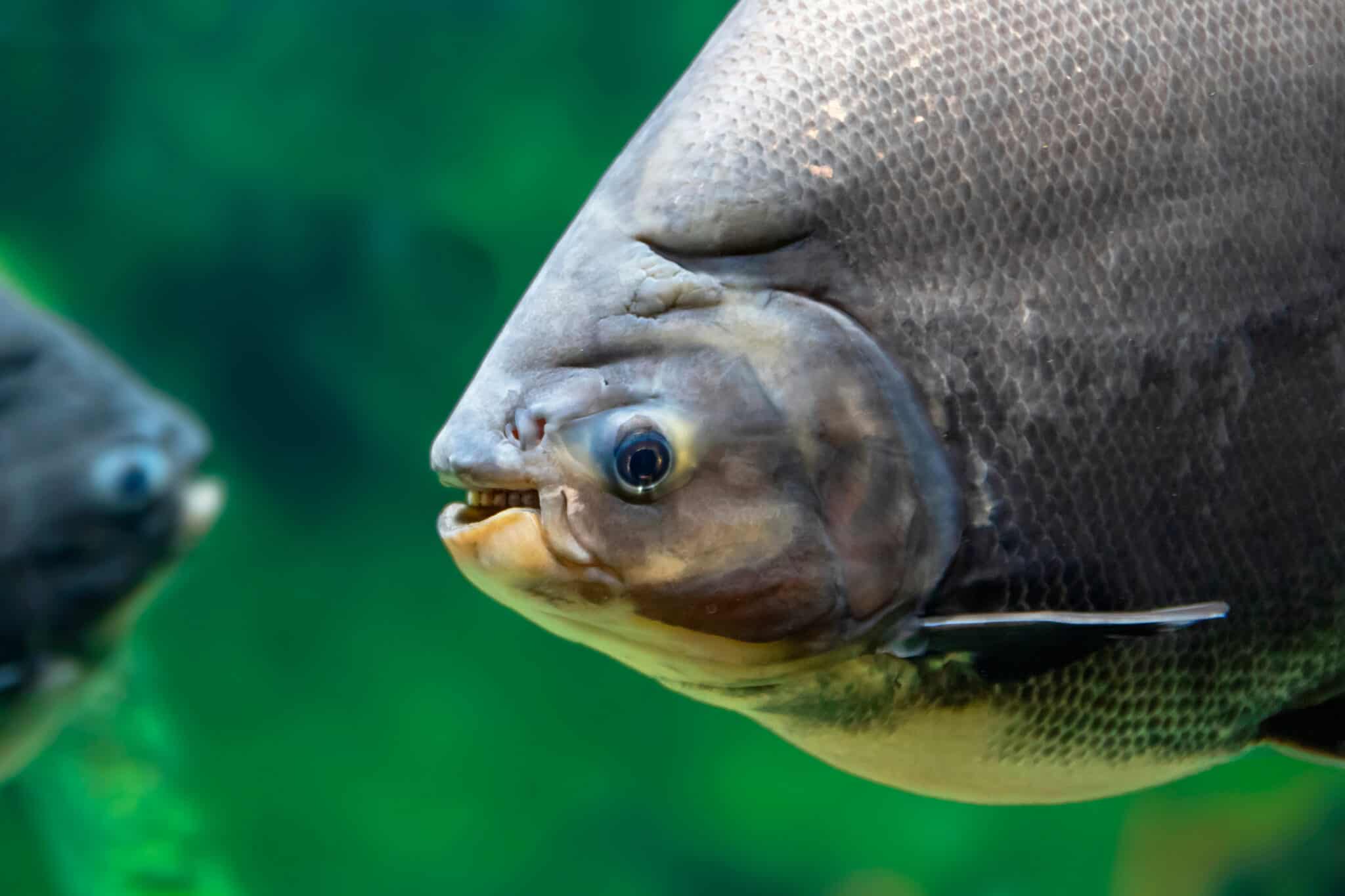 The 15 Best Tank Mates for Flowerhorns - A-Z Animals