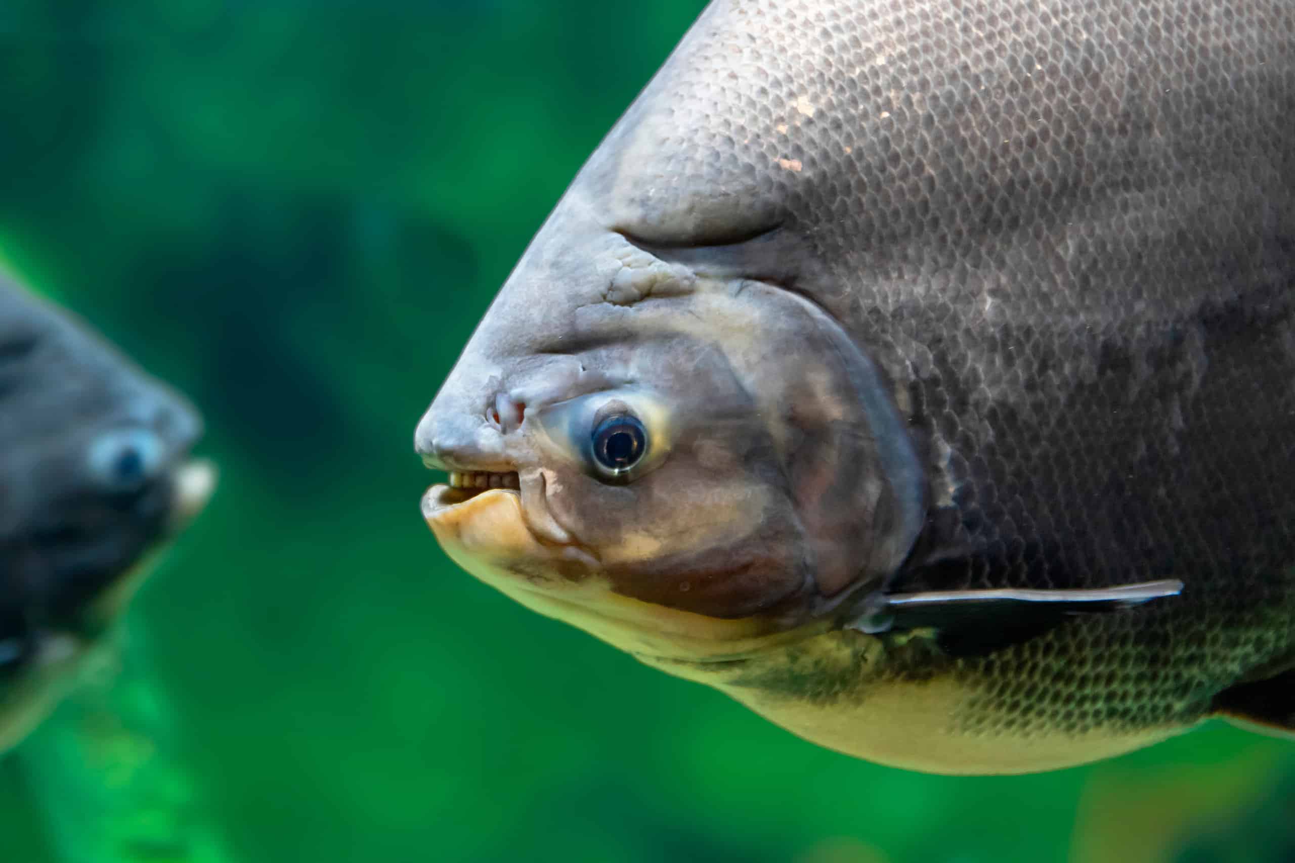 Pacu: Boy catches fish with 'human-like teeth' in an Oklahoma pond