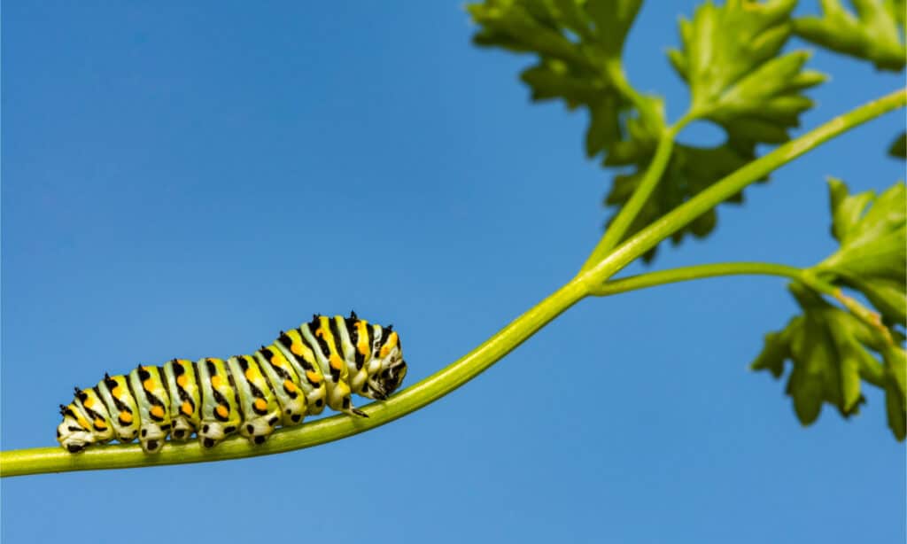 Black Swallowtail Caterpillar (Papilio polyxenes)