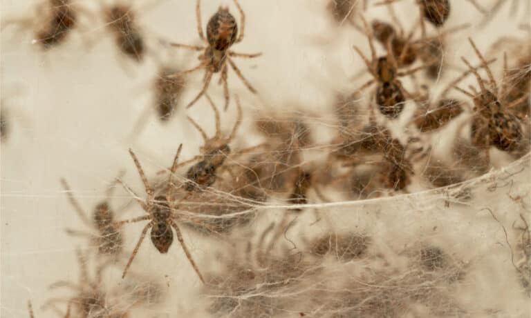 how many spiders