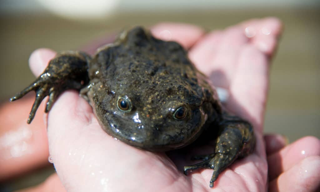 Telmatobius culeus or the Titicaca water frog.