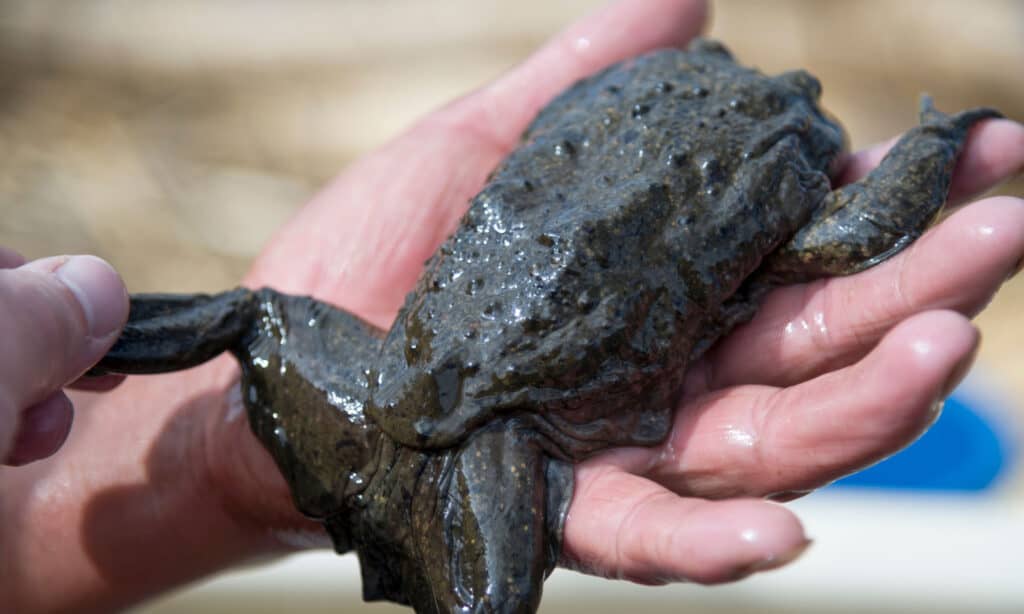 Telmatobius culeus or the Titicaca water frog.