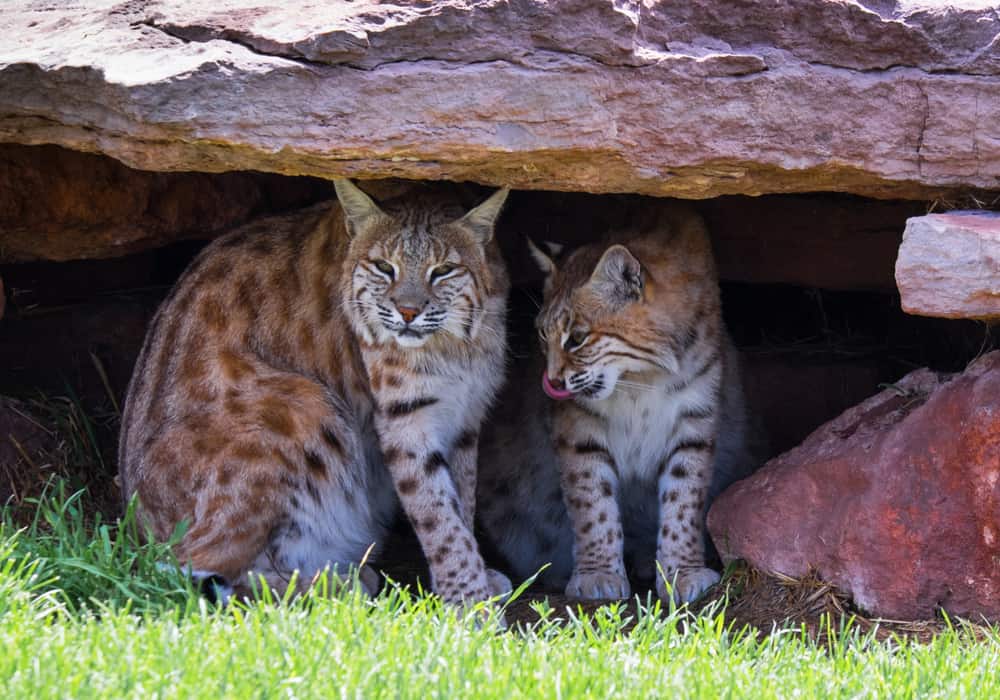 Pair of Bobcats in their Den
