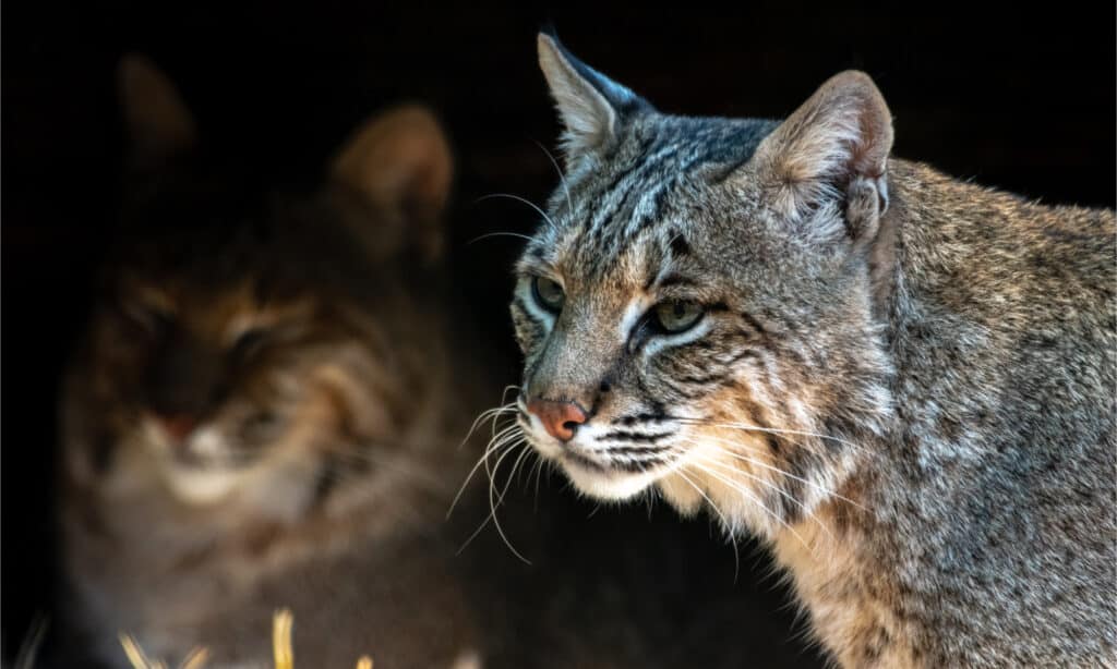 Ohio Birds and Biodiversity: Bobcat, with kittens