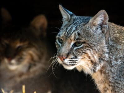 A Bobcats In Arkansas: Types and Where They Live