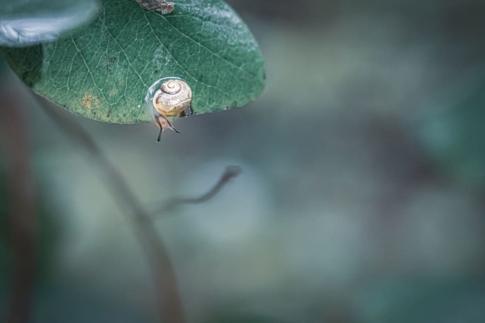 tiniest snail on leaf