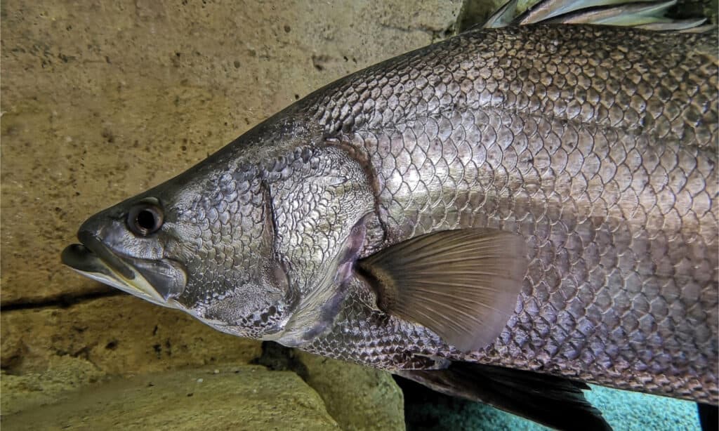 Close-up of a Nile perch's head.