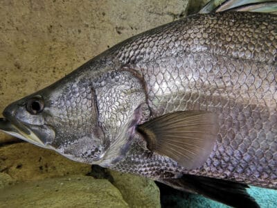 A Nile Perch