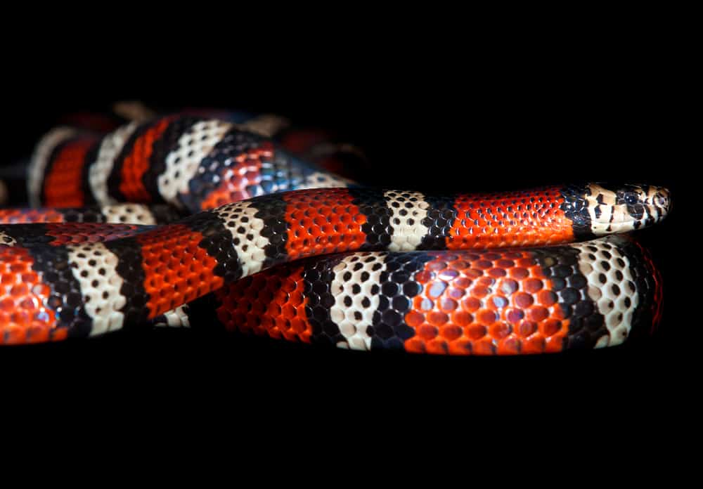 milk snake or milksnake (Lampropeltis micropholis) in Colombia