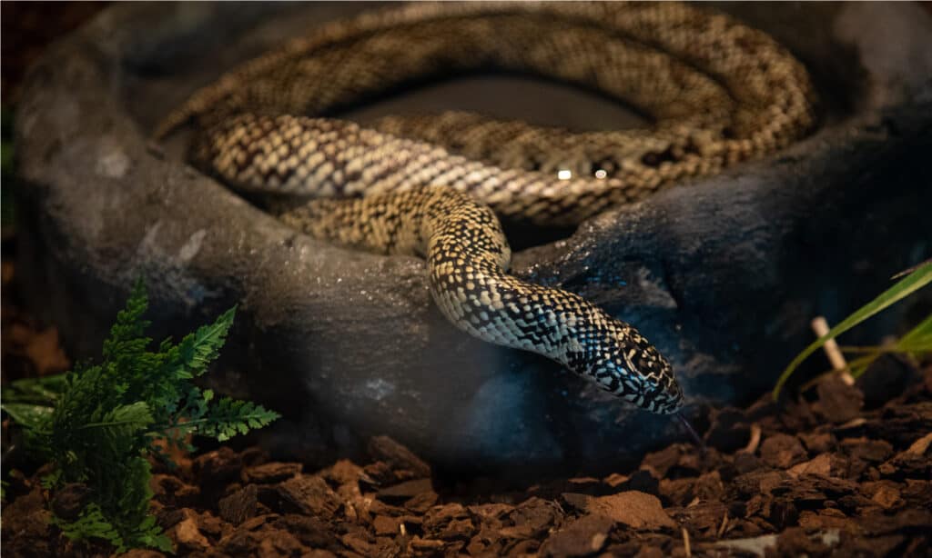 Florida kingsnake