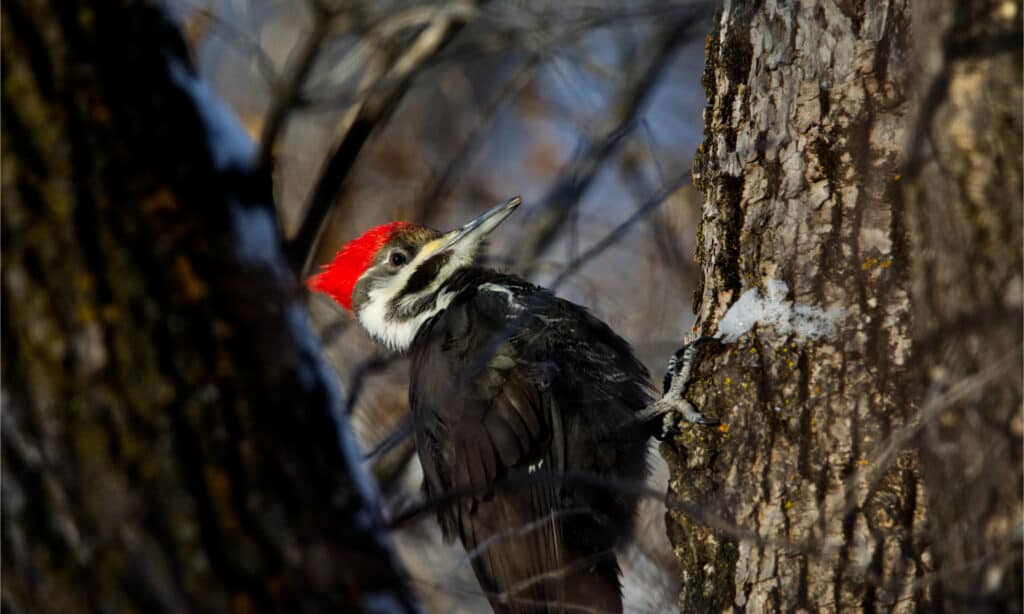 animals in Yellowstone National Park