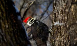 Woodpecker Spirit Animal Symbolism & Meaning Picture
