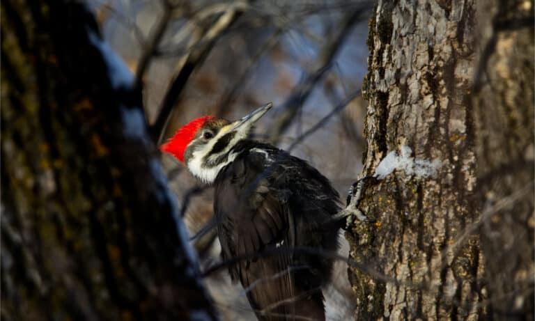 Woodpecker - A-Z Animals