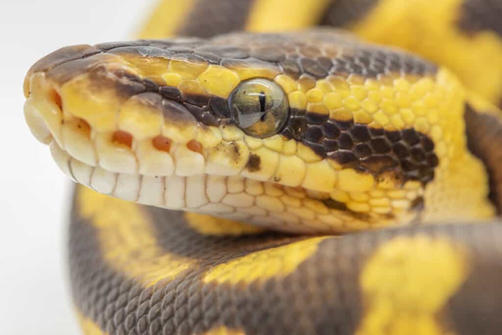 macro of yellow belly ball python head