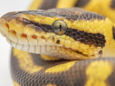 A Yellow Belly Ball Python