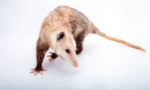 10 Incredible Opossum Facts Picture