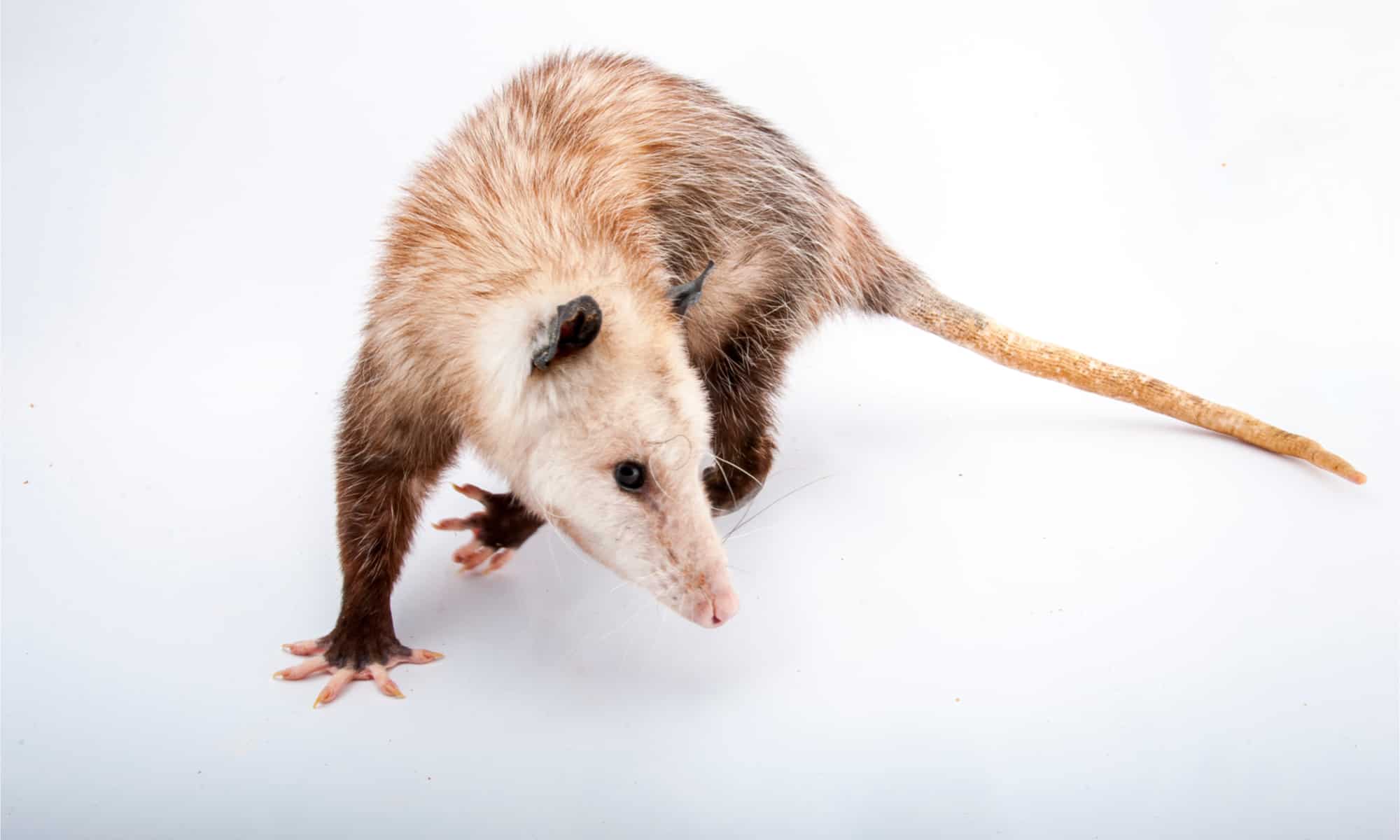 10 Incredible Opossum Facts - AZ Animals