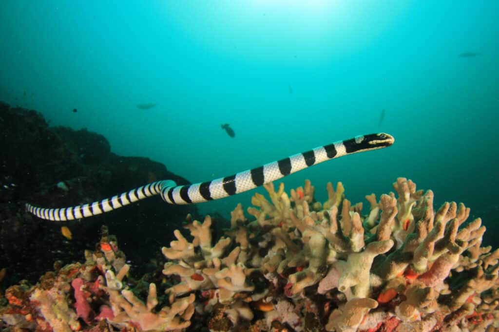 Banded sea snake swimming underwater in a coral reef