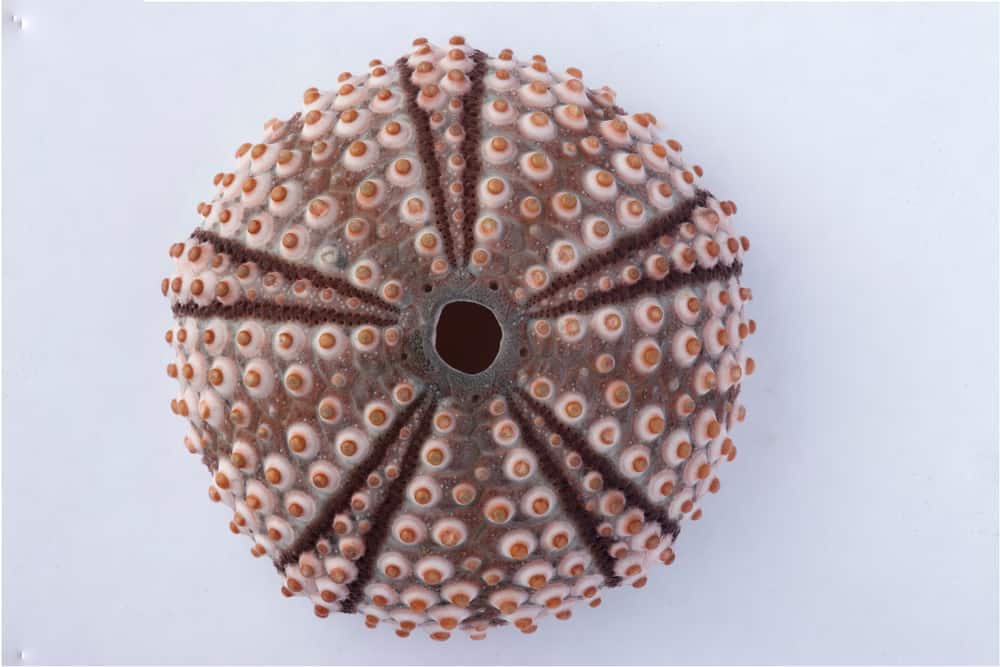 sea urchin