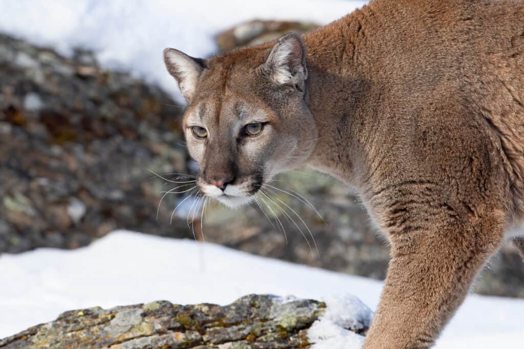 Пума или горный лев (Puma concolor) гуляют по зимнему снегу