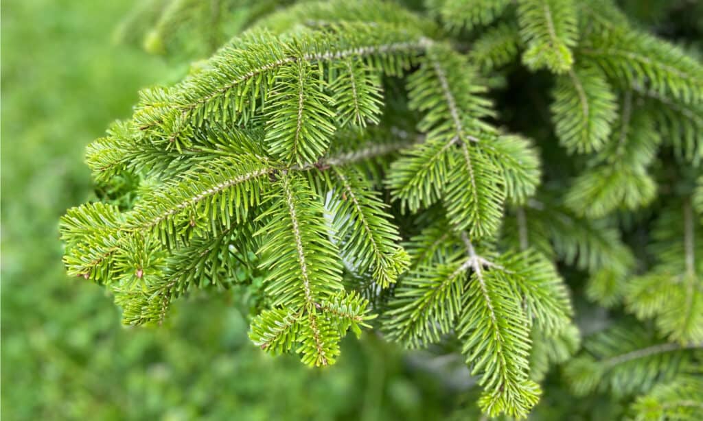 Fraser Fir vs Balsam  Strafford County Master Gardeners Association