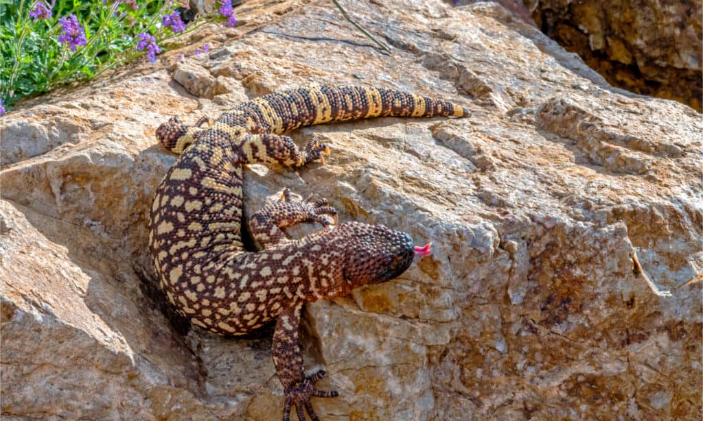 gila monster vs mexican beaded lizard