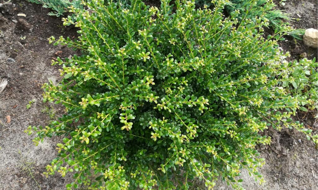 japanese holly vs boxwood