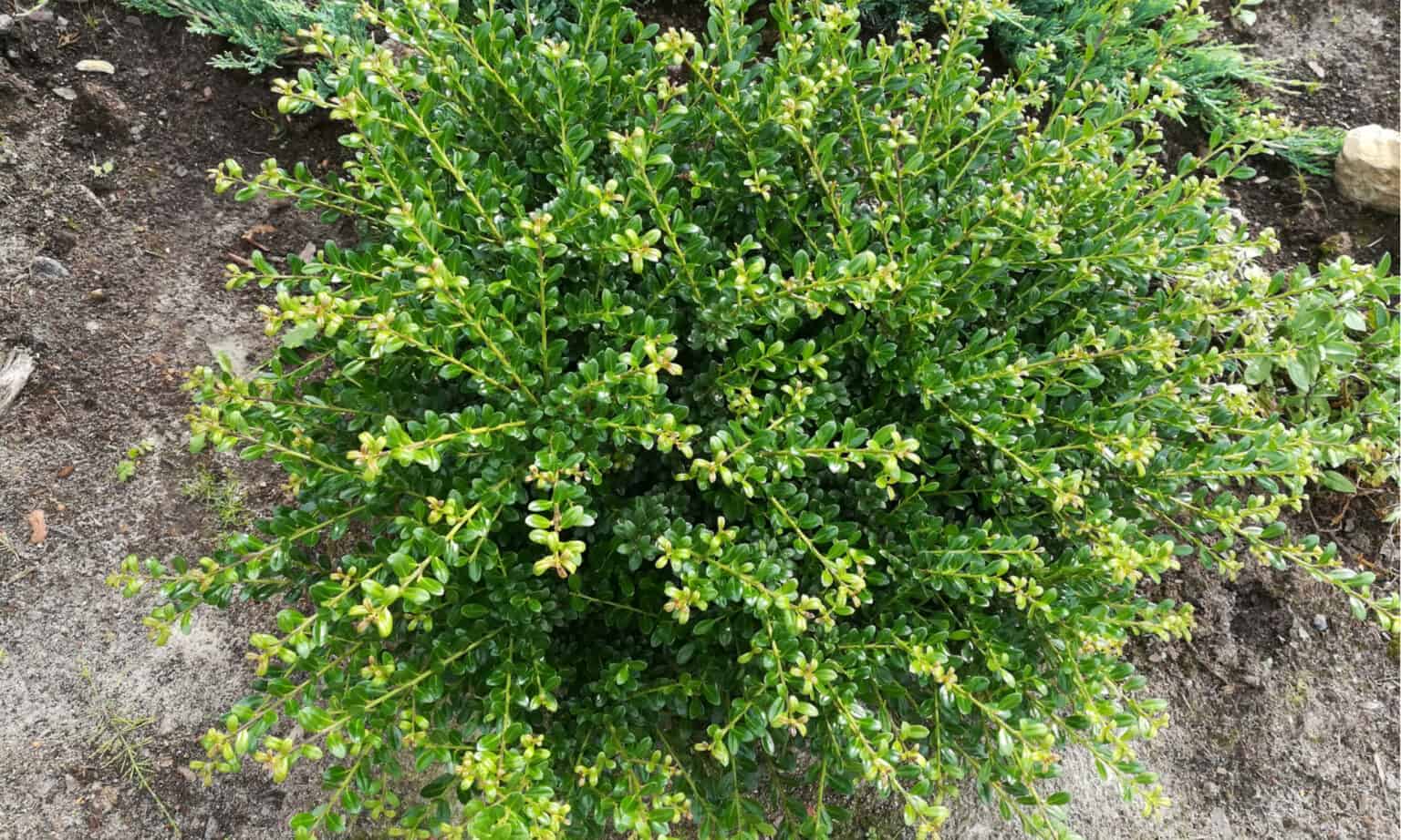 Japanese Holly vs Boxwood 5 Key Differences Wiki Point