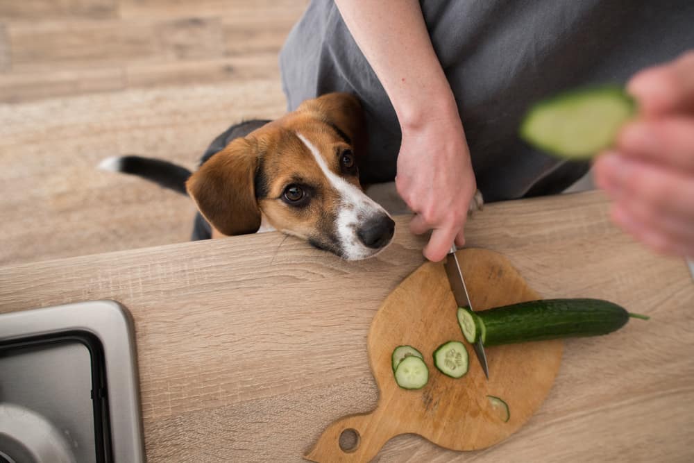 Beagle dog asks for cucumber in the kitchen
