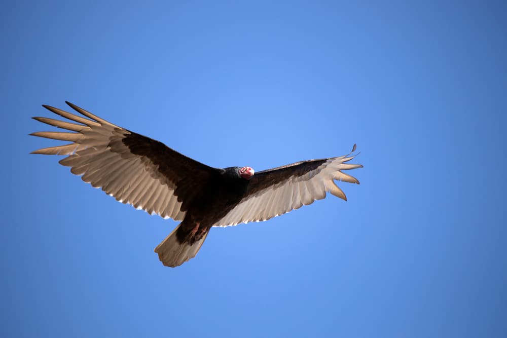 Flying turkey vulture against a blue, cloudless sky.  The vulture is in the lower left frame flying toward the right. The bird has a dark body, a red face, and white underwing and tail. 