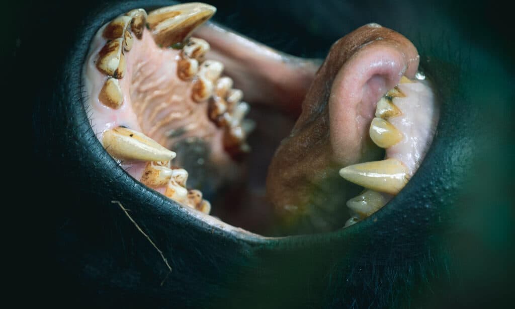 gorilla teeth