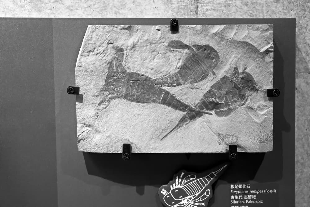 Eurypterus remipes Fossil sea scorpion