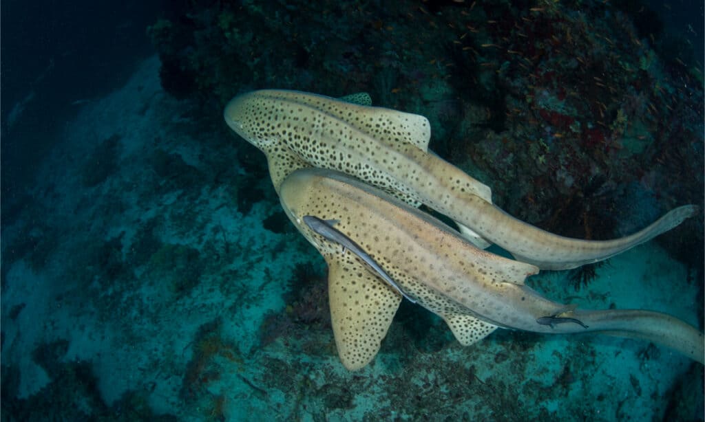 Leopard Sharks engaging in mating behavior