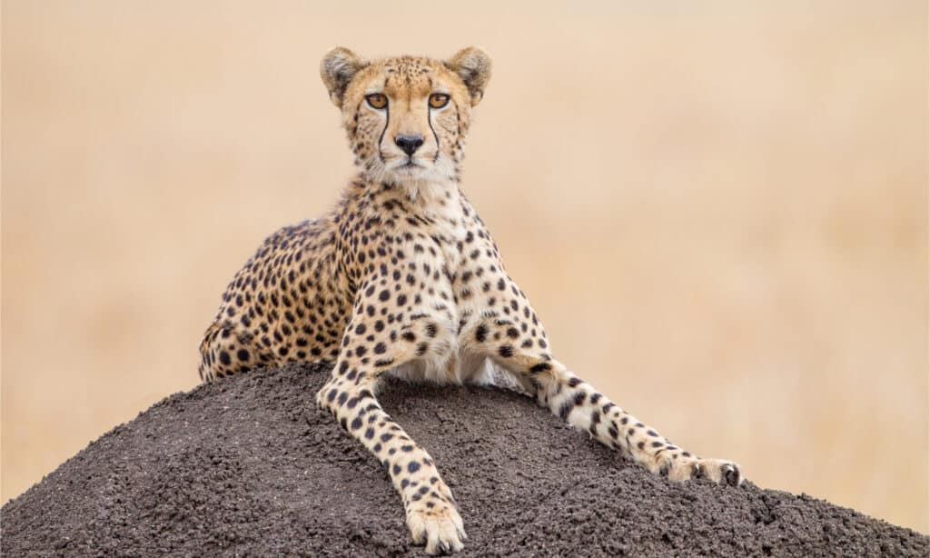 What do Cheetahs Eat? - AZ Animals