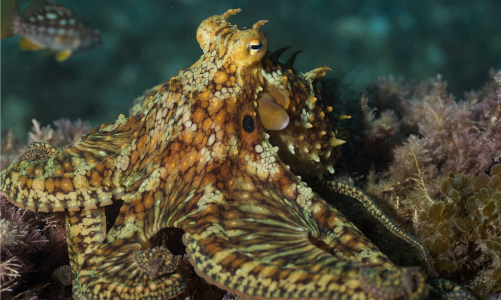 Giant Pacific octopus nears life's end at AZ aquarium