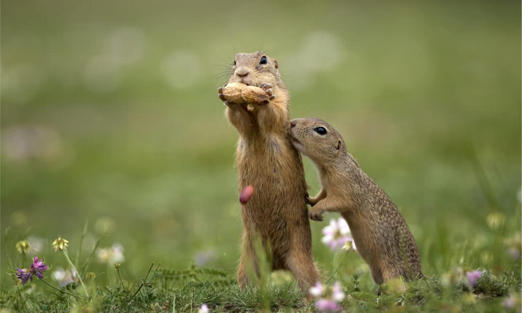 Cute gopher in proximity on a summer meadow with grass.