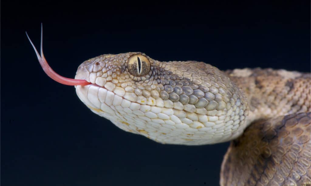 Saw-scaled viper / Echis omanensis