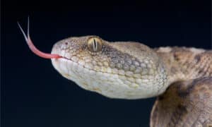 10 Snakes with Hemotoxic Venom Picture
