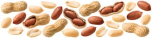 Can Dogs Eat Peanuts Safely? What Are the Risks? Picture