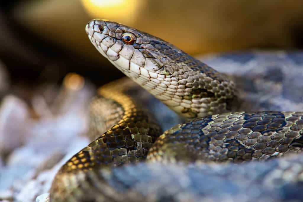 Rare, leucistic white snake with blue eyes found in Mississippi