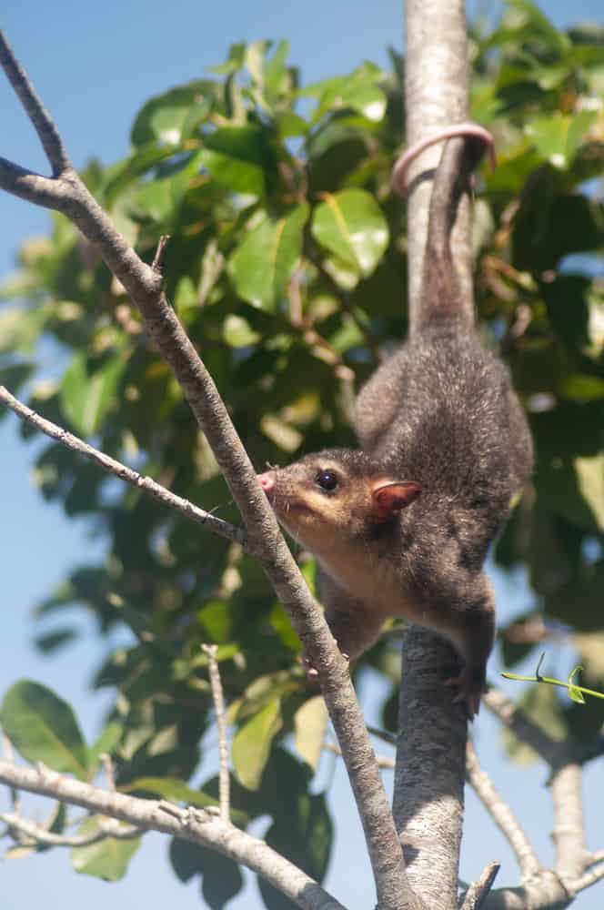 opossum facts