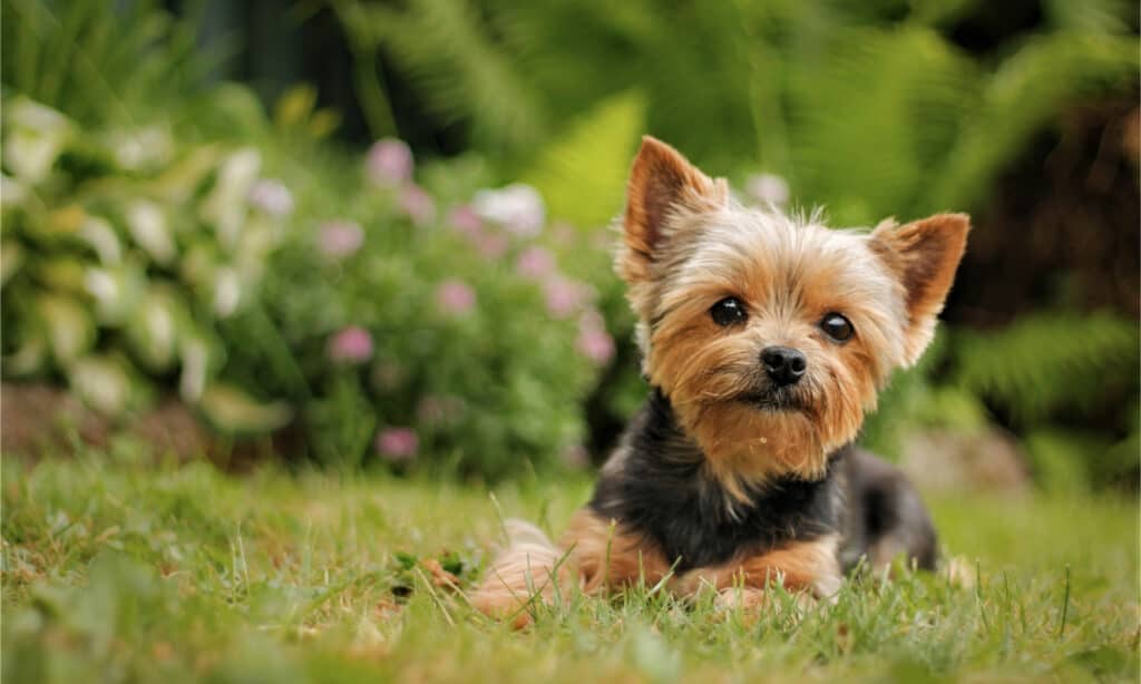 Yorkshire Terrier puppy sitting on the park grass