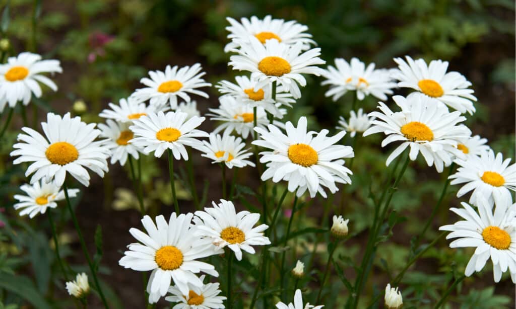 A Set Of Flowers. Daisy, Rose, Lily, Chamomile. Isolated On White