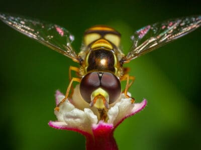 A Where do fruit flies come from, and how do you get rid of them?
