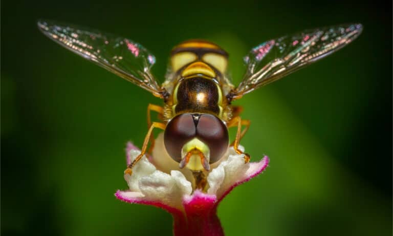 fruit fly