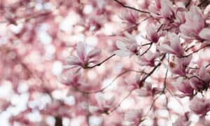 Discover 10 Different Types of Magnolia Trees Picture
